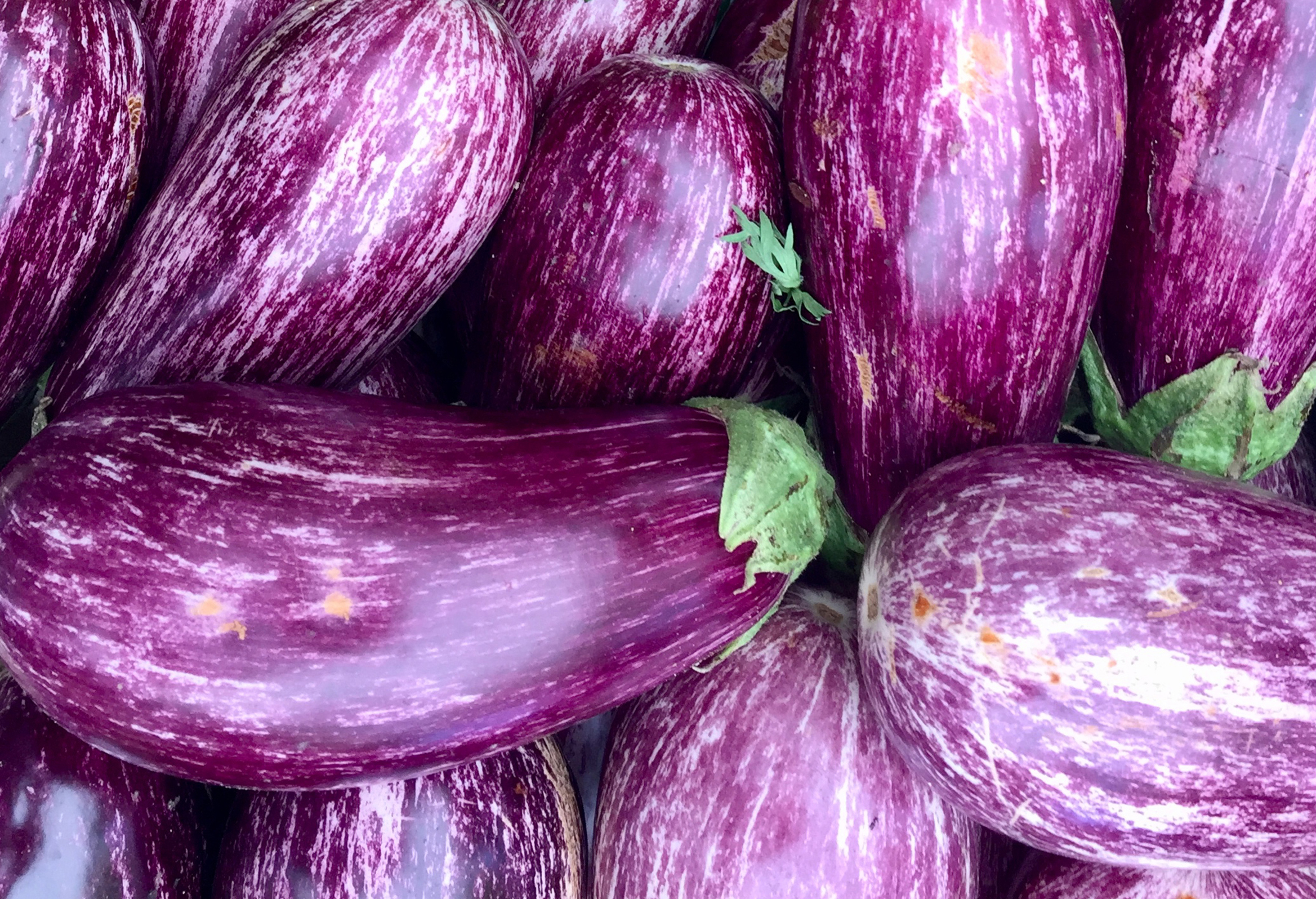 BIO Eggplant